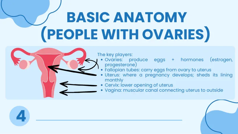 Slide 4: BASIC ANATOMY (PEOPLE WITH OVARIES) The key players: Ovaries: produce eggs + hormones (estrogen, progesterone) Fallopian tubes: carry eggs from ovary to uterus Uterus: where a p…