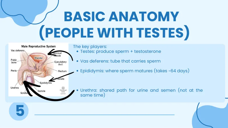 Slide 5: BASIC ANATOMY (PEOPLE WITH TESTES) The key players: Testes: produce sperm + testosterone Vas deferens: tube that carries sperm Epididymis: where sperm matures (takes ~64 days) U…
