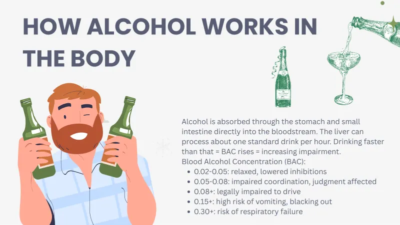 Slide 3: HOW ALCOHOL WORKS IN THE BODY Alcohol is absorbed through the stomach and small intestine directly into the bloodstream. The liver can process about one standard drink per hour.…