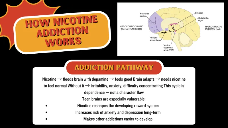 Slide 5: OW N IC O TINE H ADDIC TIO N WORKS Addiction pathway → → → Nicotine floods brain with dopamine feels good Brain adapts needs nicotine → to feel normal Without it irritability, a…